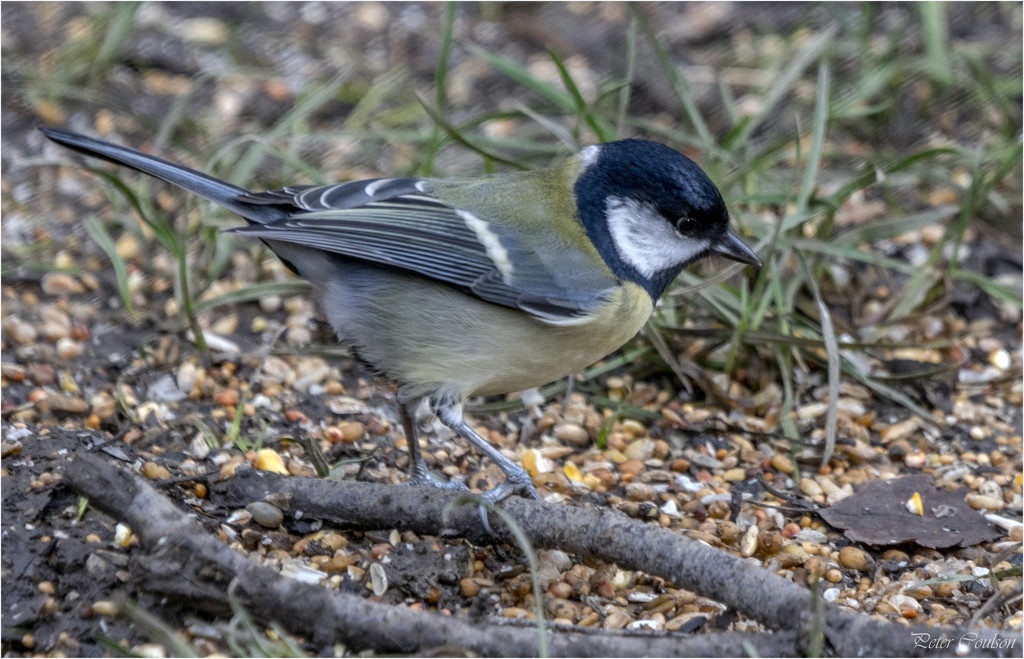Great Tit No2 by pcoulson