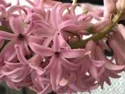5th Feb 2018 - Pink hyacinth 