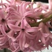 Pink hyacinth  by kdrinkie