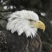 Eagle profile  by amyk