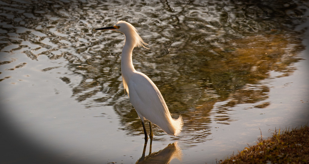 Snowy Egret Watching Others! by rickster549