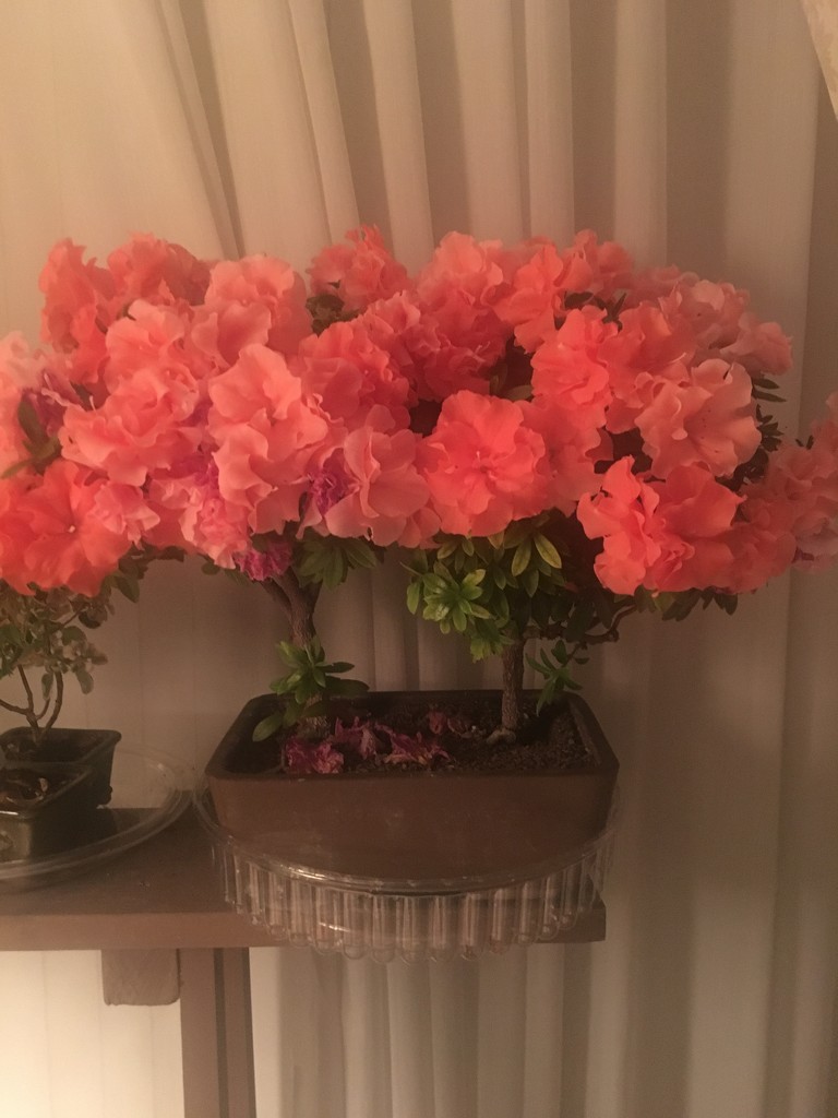 Dad’s azalea is blooming! by kchuk