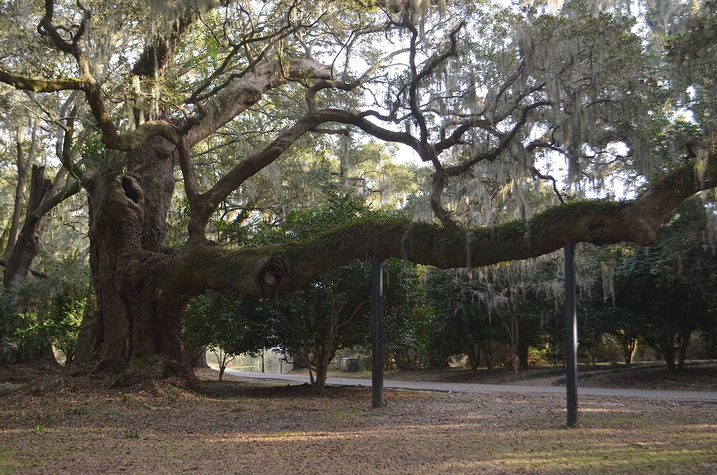 Ancient live oak, Charleston, SC by congaree