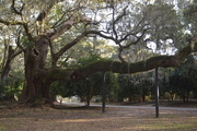 6th Feb 2018 - Ancient live oak, Charleston, SC