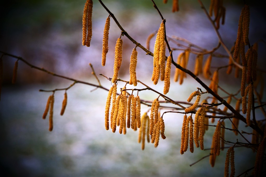 Snow Catkins by carole_sandford
