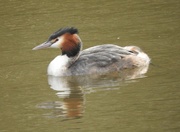 2nd Feb 2018 - Great Crested Grebe