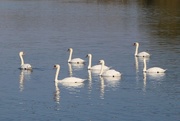 1st Feb 2018 - Swans on the River Trent