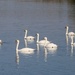 Swans on the River Trent by oldjosh