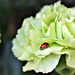 Teeny Tiny Ladybird.  by wendyfrost