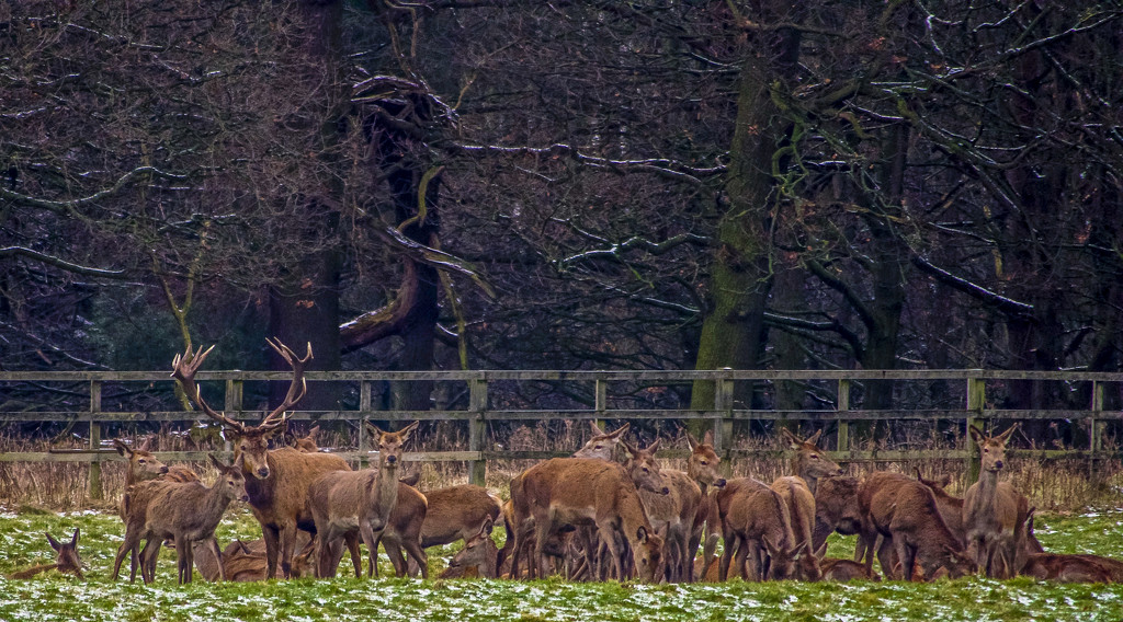 Stag And Harem. by tonygig