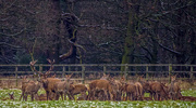 6th Feb 2018 - Stag And Harem.