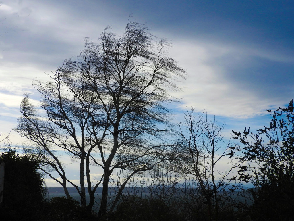 Windswept Tree by seattlite