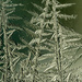 Jackfrost Trees by rminer