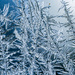 Jackfrost Blue by rminer