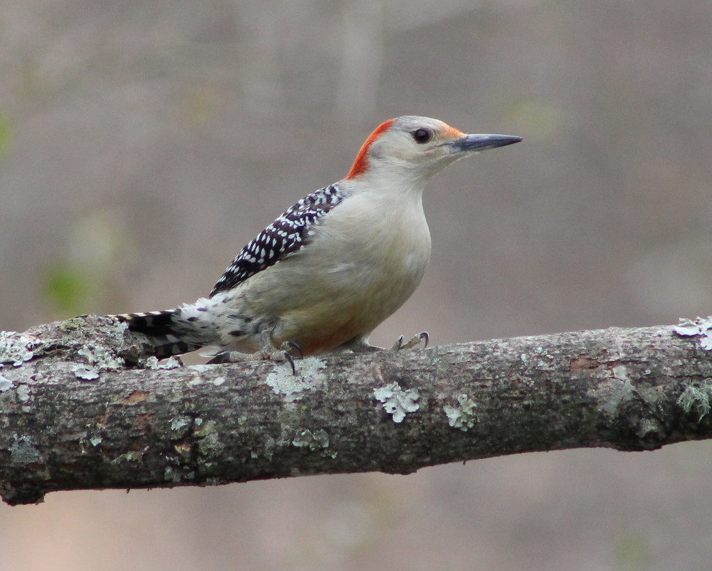 Lovely Lady Woodpecker by cjwhite