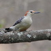 Lovely Lady Woodpecker by cjwhite