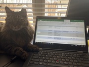 6th Feb 2018 - Reilly is supervising to make sure my spreadsheet is correct.
