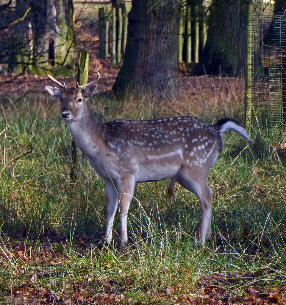 Deer at Dunham by cmp