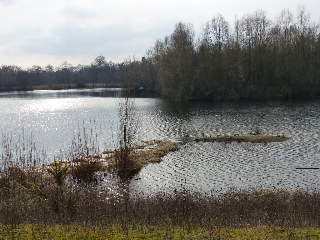 Bodenham Lake by susiemc