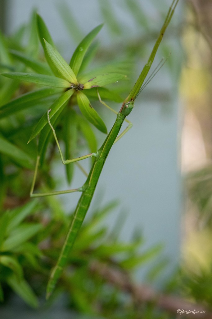 Stick insect by yorkshirekiwi