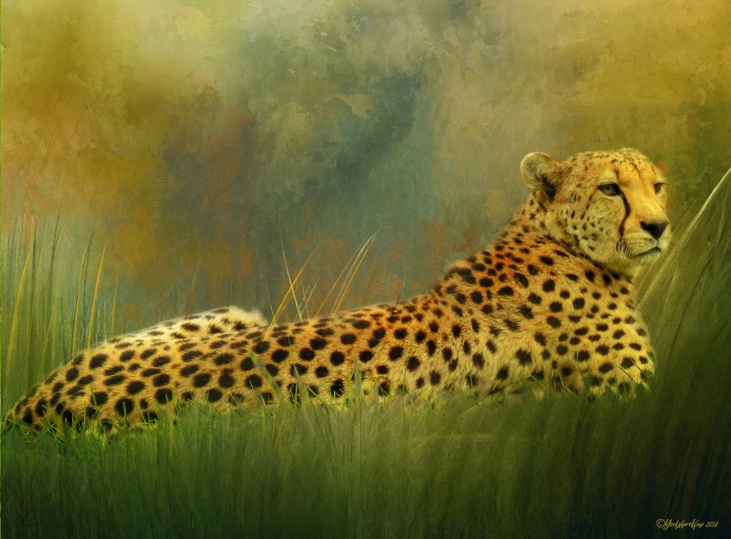 Cheetah by yorkshirekiwi