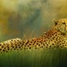 Cheetah by yorkshirekiwi