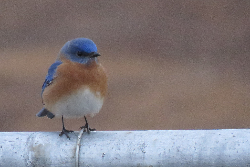 Why Do Bluebirds Look Cranky? by milaniet