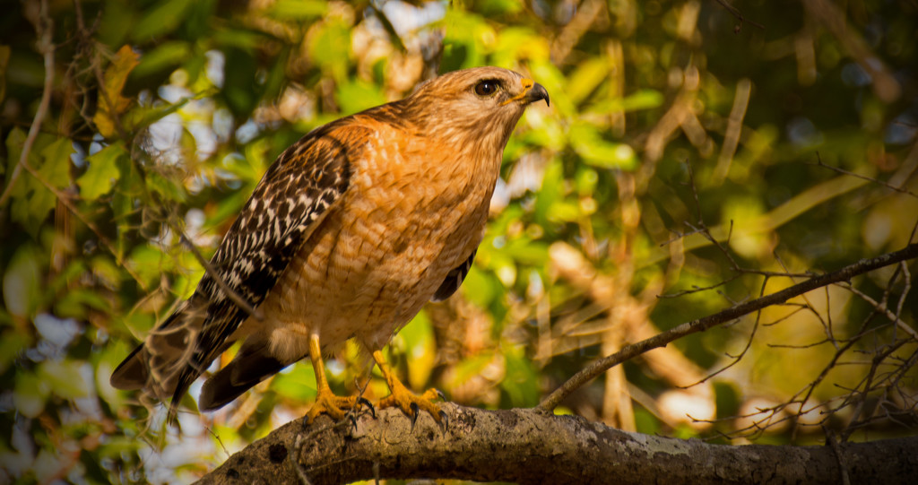 Red Shouldered Hawk, Getting Ready to Fly! by rickster549