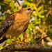 Red Shouldered Hawk, Getting Ready to Fly! by rickster549