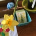 daffodils were on sale this week by wiesnerbeth