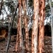Eucalyptus Ridge by 30pics4jackiesdiamond