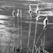 Bulrushes, ravaged. by s4sayer