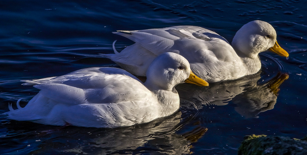 White Ducks by tonygig