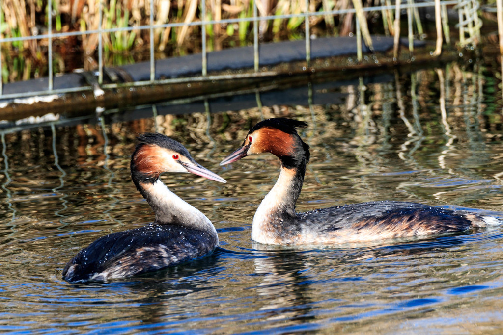 Great Crested Grebes-Yes Dear by padlock