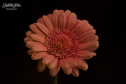 7th Feb 2018 - Gerbera photographed with black background