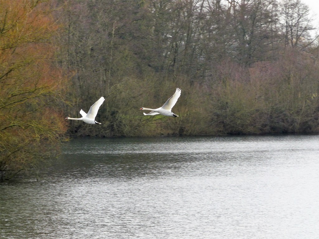  Swans in Flight  by susiemc