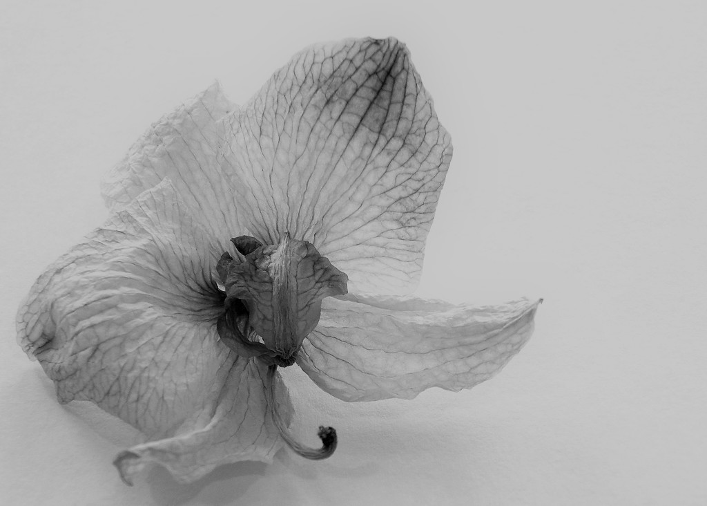 Fallen Blossom by daisymiller