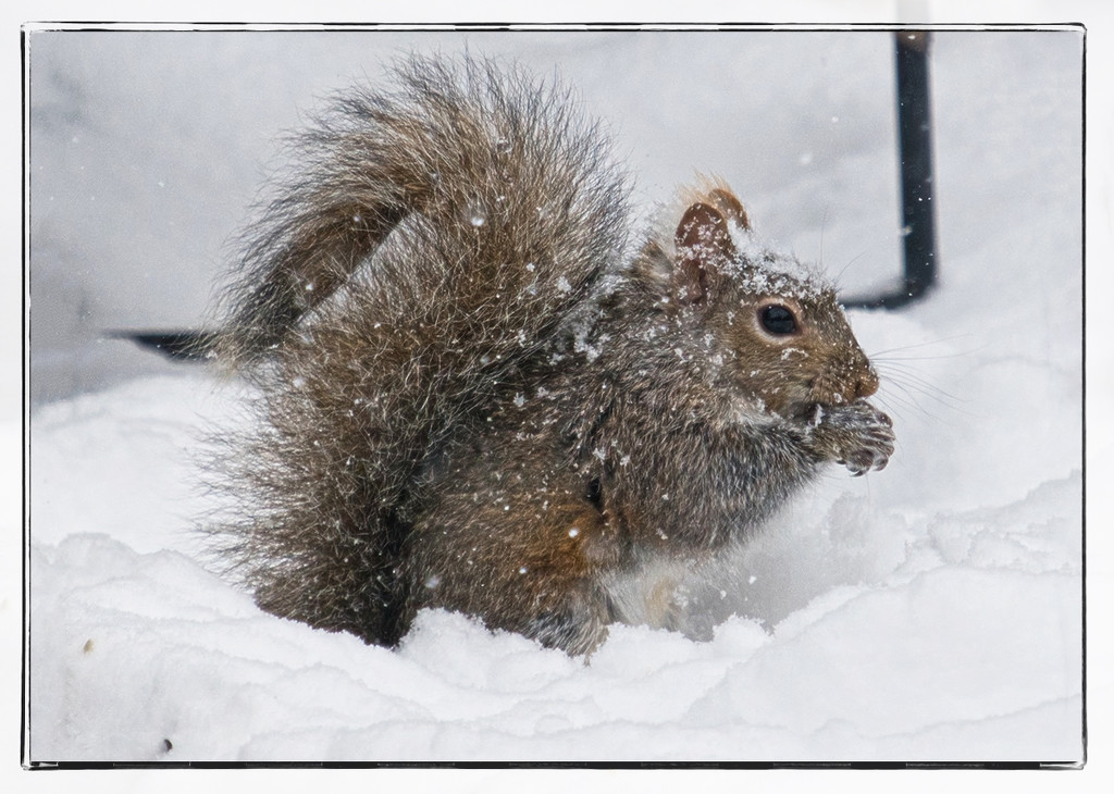 Snowy Lunch by gardencat