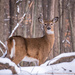 Doe in the Snow by dridsdale