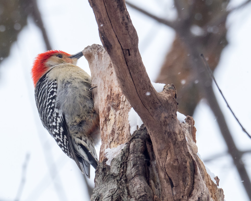 Red-bellied Woodpecker and Log by rminer