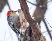 7th Feb 2018 - Red-bellied Woodpecker and Log