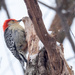Red-bellied Woodpecker and Log by rminer