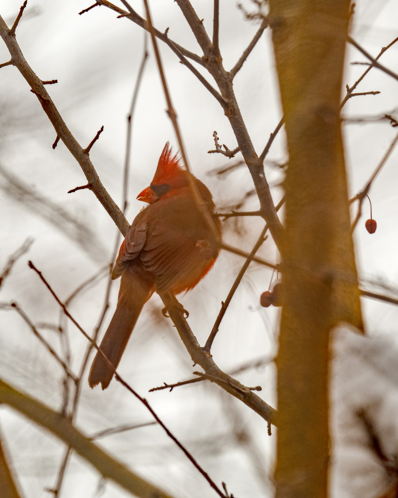 Northern Cardinal Looking over his shoulder by rminer