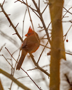 7th Feb 2018 - Northern Cardinal Looking over his shoulder