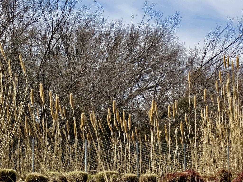 The pruned Pampas Grass, Cat Tails and bare trees by Lou Ann · 365 Project