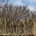 The pruned Pampas Grass, Cat Tails and bare trees by louannwarren