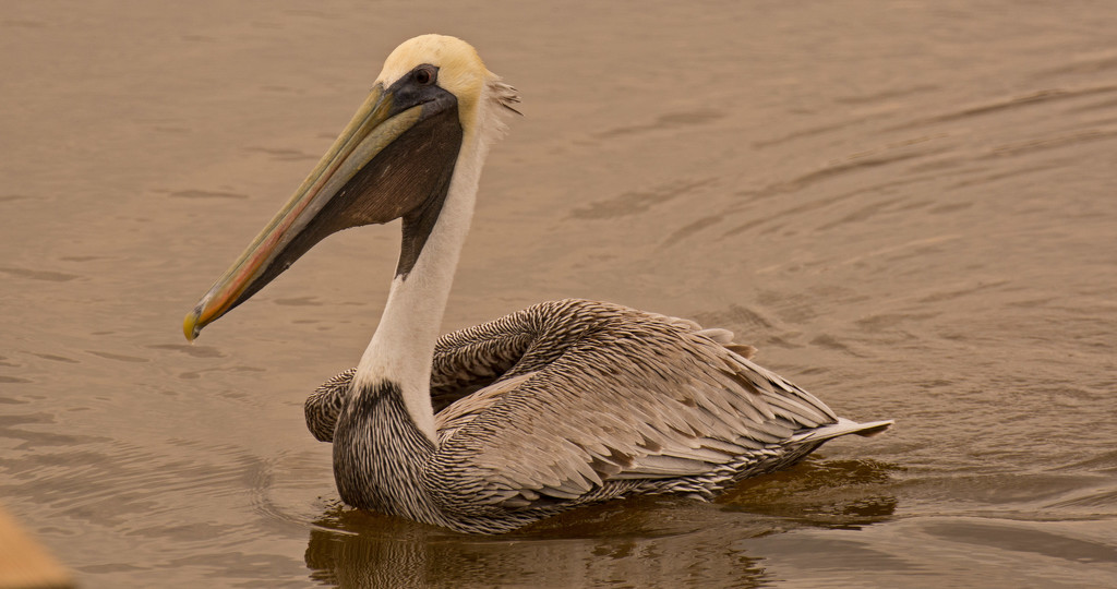 Mr Pelican Waiting on Handouts! by rickster549