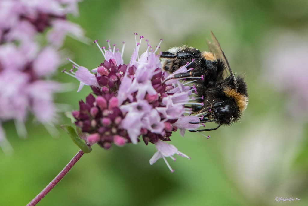 Bumble Bee on Oregano Flower by yorkshirekiwi