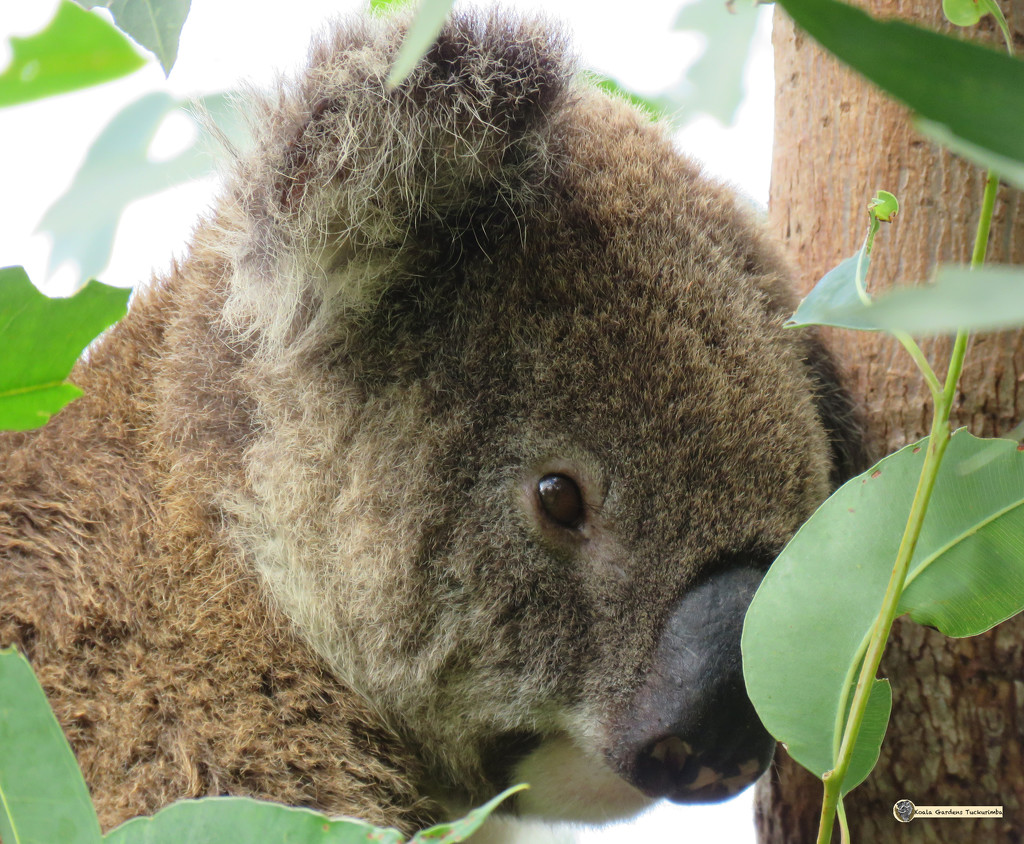 some days ... by koalagardens
