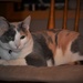  Calico Claire on the Comfy Cushioned Chair by caitnessa